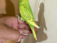 29 Günlük Kusursuz Erkek Bebek Muhabbet