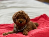 Teddy Face Poodle 