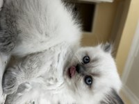 British Longhair Blue Point