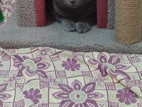 2 Yaşında Safkan Scottish Fold