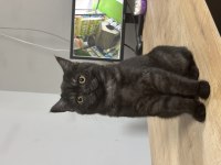 4 Aylık Ücretsiz Sahiplendirme British Shorthair