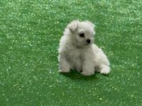 Oyuncu kore maltese erkek bebek