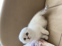 Maviş gözlü scottish fold yavrular