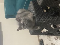 2 Yaşında Dişi Orjinal British Shorthair