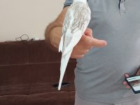 10 aylık ele alışık wifi sultan papağanı