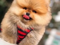 Sağlıklı Irk Garantili Pomeranian Boo