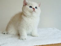 Safkan şecereli anne babadan ay33 kodunda british shorthair