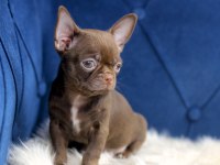 Egzotik Teacup Chihuahua