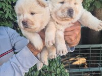 Chow chow bebeklerimiz