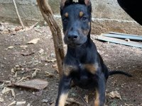 A kalite King Doberman Safkan Dişi Ve Erkek