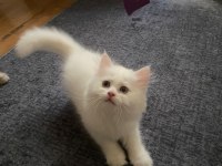 İnci gibi beyaz british longhair safkan