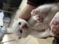 Yavru scottish fold sahiplendirme