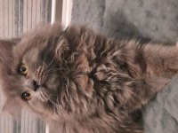 British longhair