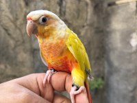YAVRU SUNCHECK KONUR PAPAĞANI
