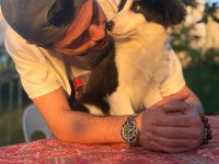 tertemiz harika border collie