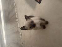 2 aylık siyam kedisi yavru dişi