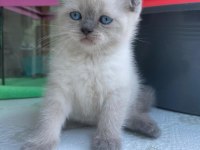 Blue point scottish fold