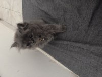 2 aylik British Longhair
