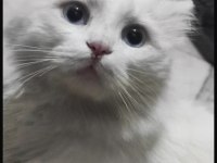 1,5 Yaşında Yakışıklı Longhair Erkek Kedimiz