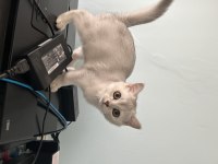 British shorthair silver kedimiz