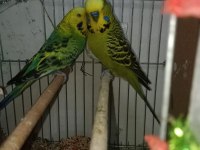 Jumbo muhabbet kuşu