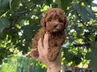 Safkan Kore Teacup Poodle Yavrularımız