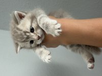 British shorthair yavru kedilerimiz