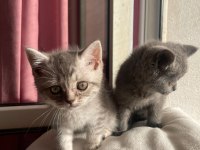 British Shorthair yavrularımız