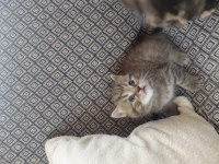30 günlük kediler mama kum eğitimi yapılıyor
