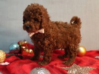 Irk ve sağlık garantili orijinal anne altından köpekler