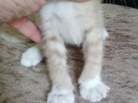 hayvan severlere Ücretsiz kedi sahiplendirme