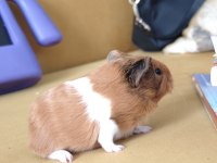 Guinea pigler