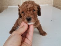 0 NUMARA TOY POODLE YAVRULARIMIZ