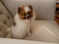 Pomeranian boo bebeklerimiz ırk garantili