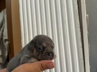 EGZOTİK FRENCH BULLDOG YAVRULARIMIZ REZERVE AÇILMIŞTIR