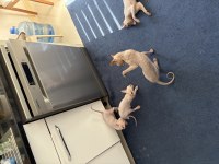 1.5 aylık dişi yavru sphynx