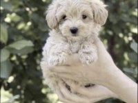 Maltipoo Safkan