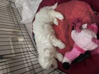 Maltese terrier köpeği