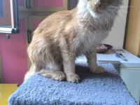Safkan Dişi Maine Coon