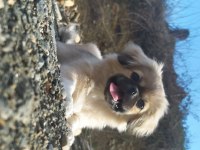 Beş aylık pekinez dişi köpek aşıları var