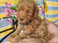 Mini Patişler Toy Poodle