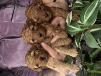 Birbirinden Güzel Toy Poodle Bebeklerimiz