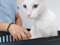Ücretsiz kedi sahiplendirme