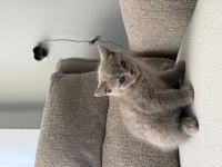 British Shorthair 55 Günlük Erkek
