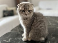 Scottish fold ve straight YAVRU 3 aylık
