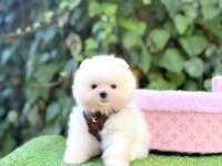 Tea cup pomeranian erkek