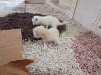 British shorthair yavrularımız rezerveye uygundur