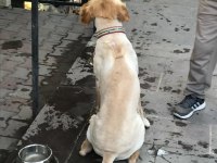 2 YAŞINDA AŞILARI TAM ÇİPİ TAKILMIŞ ERKEK GOLDEN