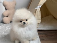 Pomeranian boo teddy