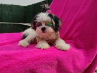 Yavru morkie
